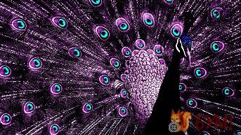 Алмазная мозаика Милато "Пурпурный павлин" Z-146