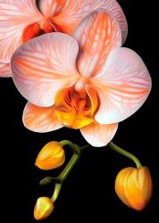 Ag 281 Алмазная вышивка Гранни «Изящная орхидея»
