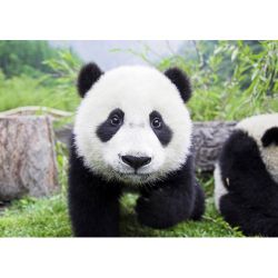 Любопытная панда  Ag 426