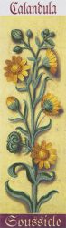 ЖК-2120 (JK-2120) Набор для вышивания PANNA "Ботаника. Календула" серия Живая картина