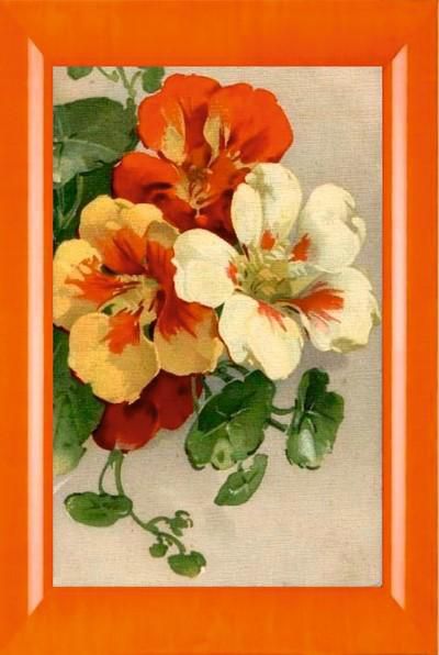 Алмазная мозаика Милато "Настурция" N-240